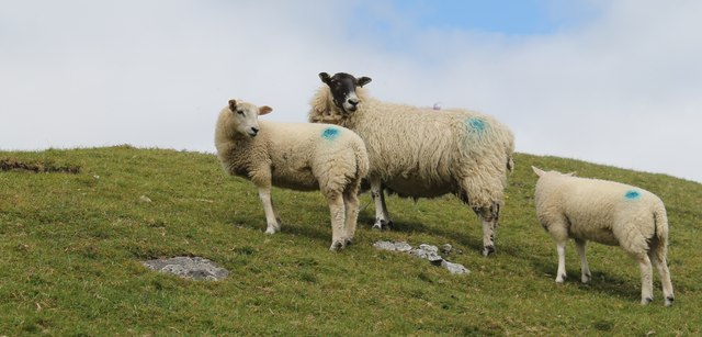 Sheep near Aysgarth