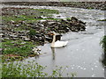 ND2373 : Swan and cygnets on the Burn of Ham by David Purchase