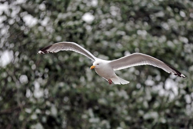 European herring gull, Seacombe