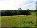 Upper Barn Field