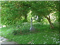 St Andrew, Alwington: churchyard (iii)