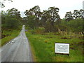NN2941 : Doire Darach Pine Wood, near Bridge of Orchy by Malc McDonald