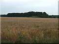 TF7500 : Ripening crop field, Gooderstone Common by JThomas