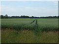 Crop field, Foulden Common