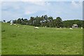 NU1831 : Sheep near Elford by DS Pugh