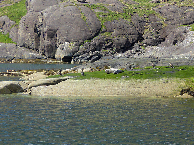 Seals and cormorants in Loch na Cuilce