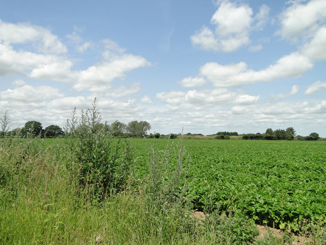 Sugarbeet crop at Grange Farm, Horstead