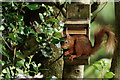 NY2426 : Red Squirrel at Dancing Beck by Peter Trimming