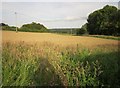 Field at Dinton