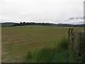 Silage field at Lilburn Hill