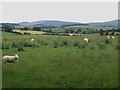 NU0224 : Grassland at Lilburn Tower Farm by Graham Robson