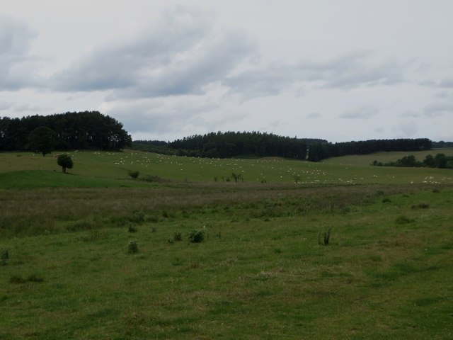 Grassland at Lilburn Grange