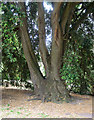 Giant Holm Oak