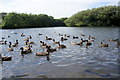 Ducks on Sands Lake, Ainsdale