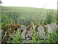 Wheat field east of Earlston