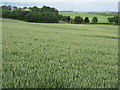 Wheat at West Morriston