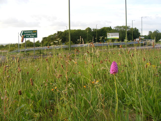 Pyramid orchid on the Crows Nest roundabout on the Herts/Bucks boundary