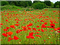 Poppies in Blondin Park nature reserve