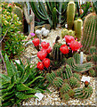 Cactus nursery display bed near Winkleigh, Devon