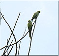 Parakeets perched on a dead willow tree