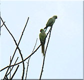 TQ2081 : Parakeets perched on a dead willow tree by David Hawgood