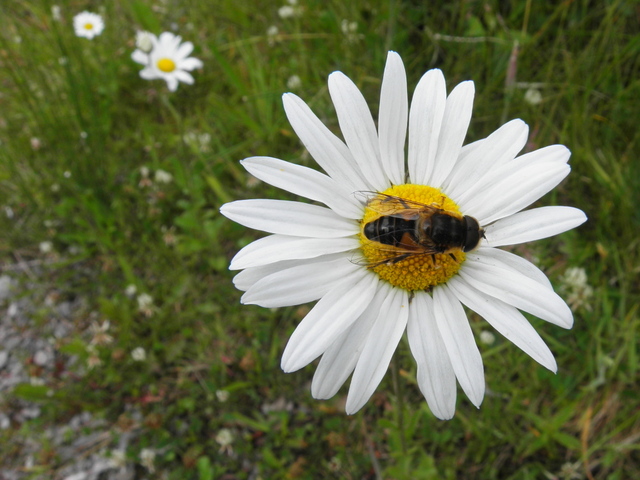 Fly on a daisy, Mullynavale © Kenneth Allen :: Geograph Ireland