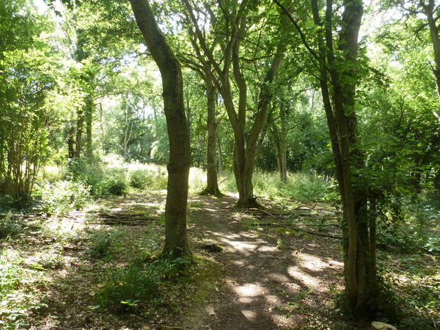 In Marks Hill nature reserve © Robin Webster cc-by-sa/2.0 :: Geograph ...