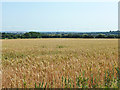 View south towards Tilbury power station