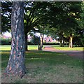 A July evening in West Bridgford Park