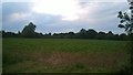 Wilby - Maize Field & Large Willow