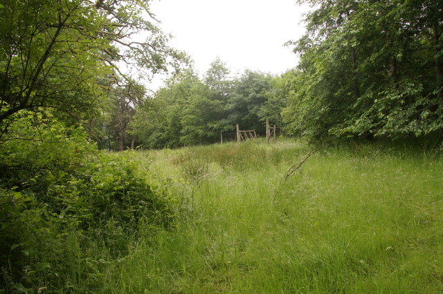 Campsie Wood, north of Guildtown