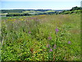 Rosebay willowherb and ragwort above the valley of the Great Stour