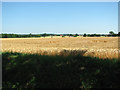 Barley crop field by Fen Farm