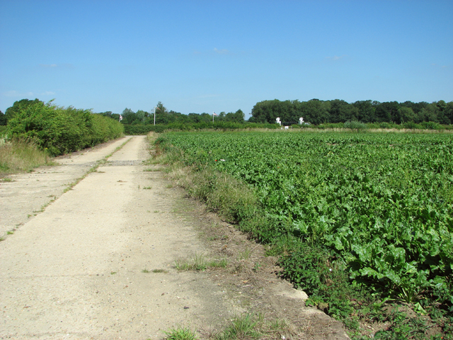 Concreted farm track beside sugar beet crop field