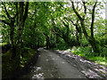 Lane to Elmscott, Devon