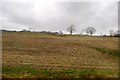 Stubble field