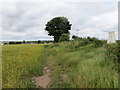 Field side path at Rainhill Triangulation Pillar