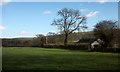 Tree and barn, Luckett