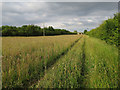 Footpath to Orwell Road