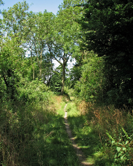 Stetchworth: footpath through trees