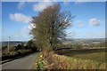 Roadside trees near Coxpark