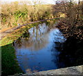 Ducks on the canal, Malpas, Newport