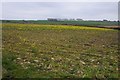 Arable land near Higher Clovelly