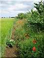 Field  edge  footpath