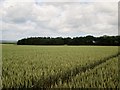 Tram  lining  through  Wheat  to  Shelter  Plantation