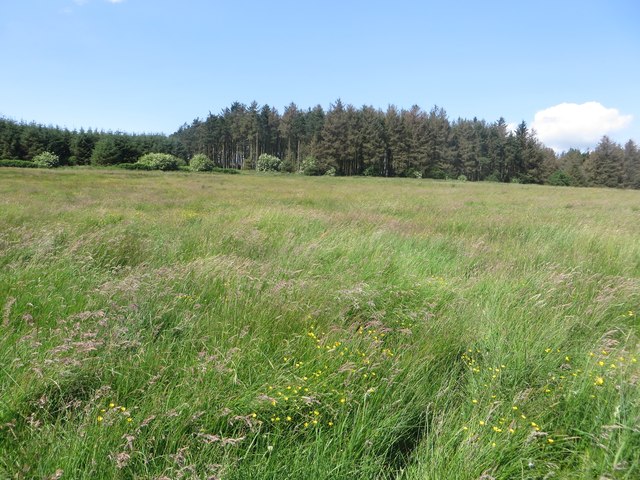Grassland south of Snipe House