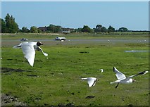 SU8003 : Black-headed gulls flying past Bosham mudflats by Rob Farrow