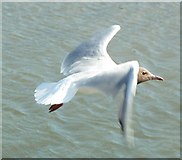 SU8003 : Black-headed gull in flight, Bosham by Rob Farrow