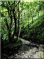 Stream north-east of Welcombe Mouth, Devon