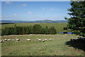 Welsh Sheep In The Meadow